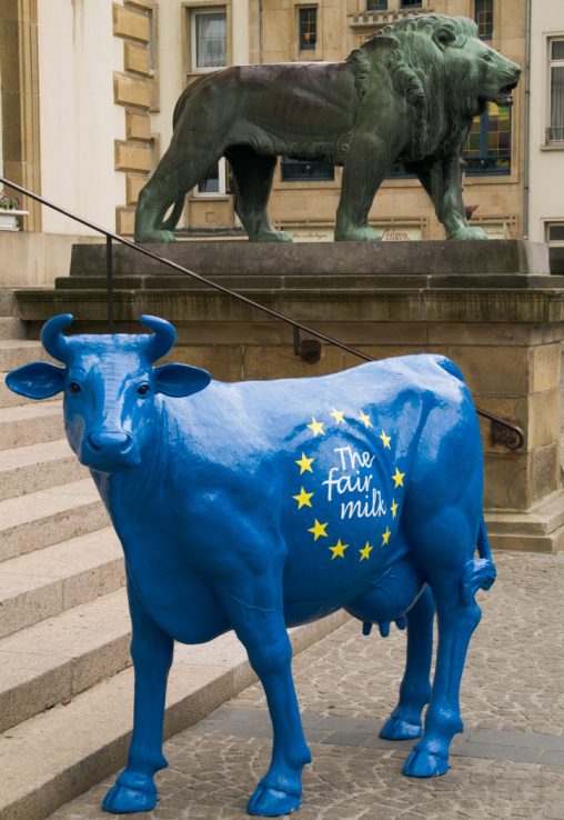 Europa Kuh | European cow