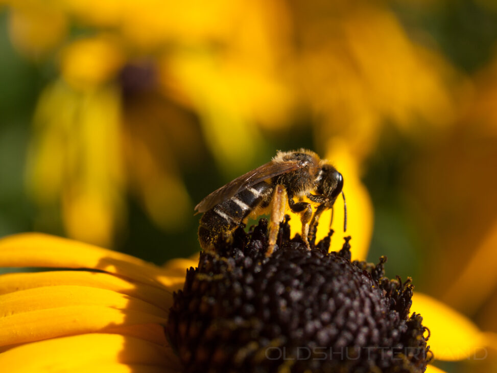 Biene auf Rudbeckie