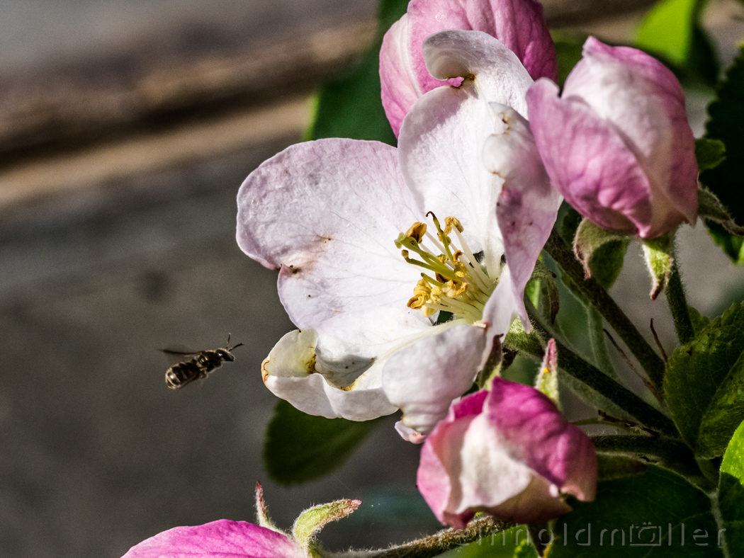 Biene im Anflug auf eine Apfelblüte