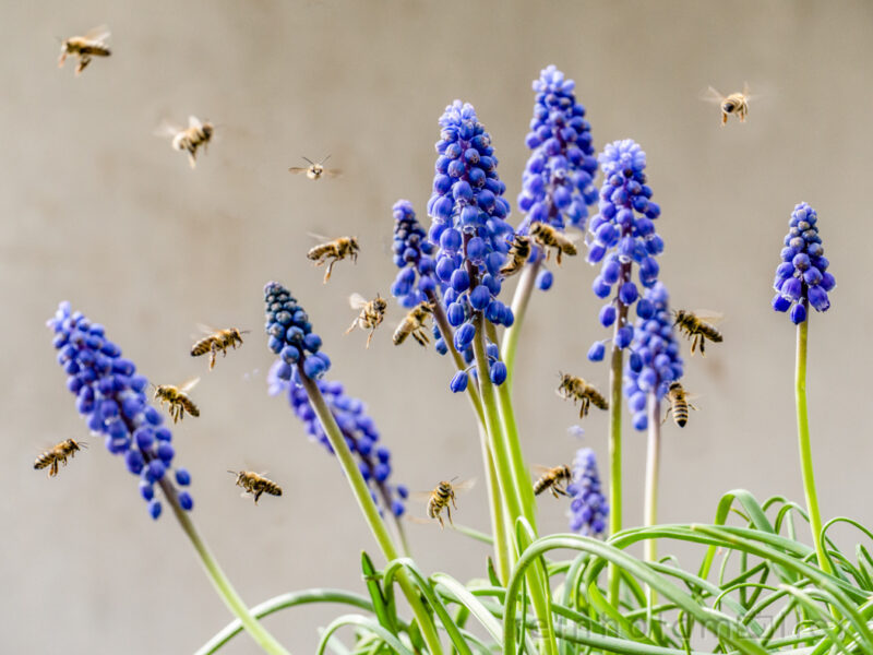 Bienen an Perlhyazinthen