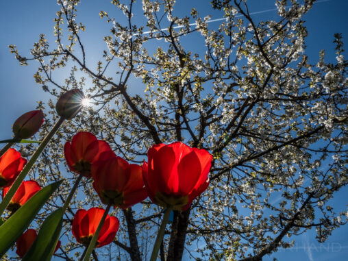 Kirsch- und Tulpenblüte