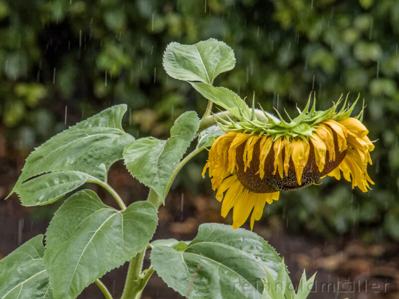 Sonnenblume im Regen