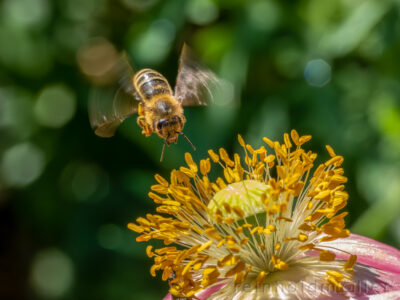Biene vor Mohnblüte