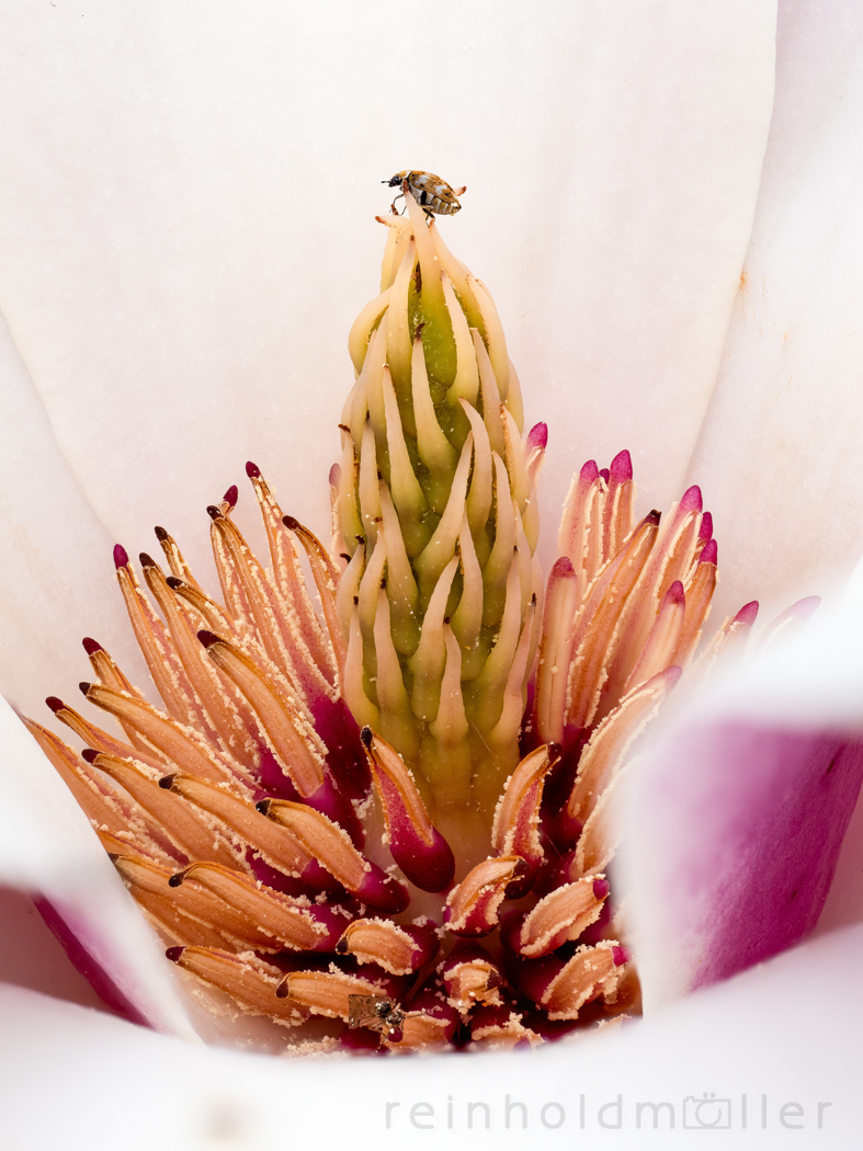 Wollkrautblütenkäfer (Anthrenus verbasci) auf einer Magnolienblüte