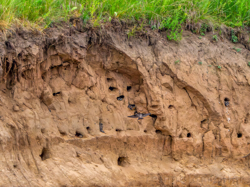 Uferschwalbenkolonie im Naturschutzgebiet Büg bei Eggolsheim