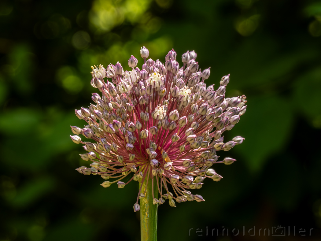 Lauchblüte